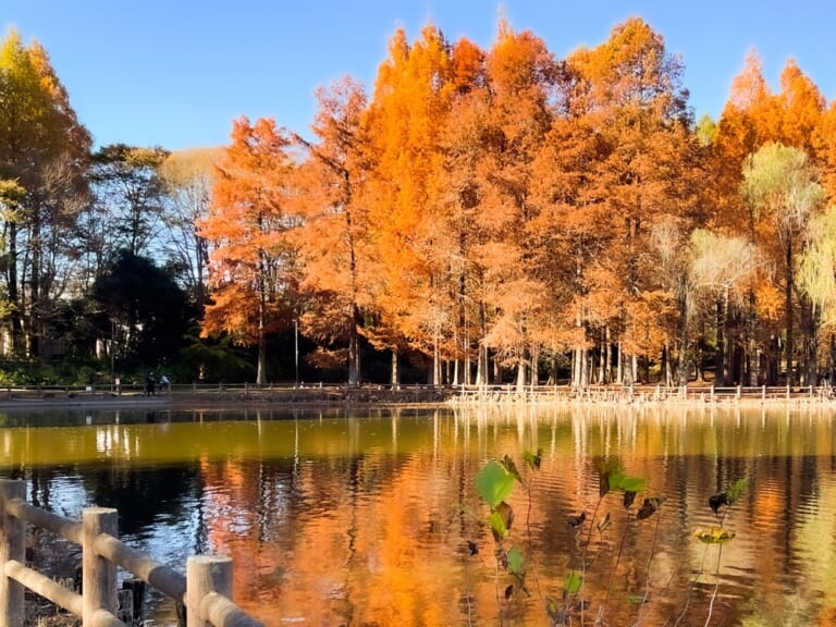 「新松戸中央公園」がリニューアル!広々とゆったり過ごせる空間に♪ - KOWAHOMES